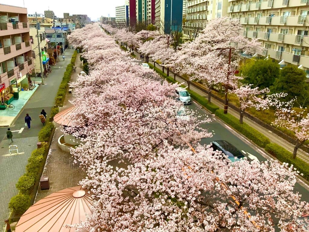 葛西用水桜通り　足立別院近辺紹介-2