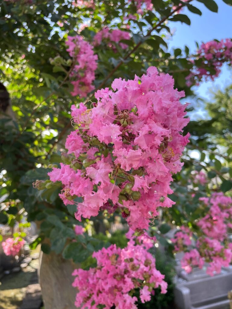 府中本山・令和4年夏 百日紅-5