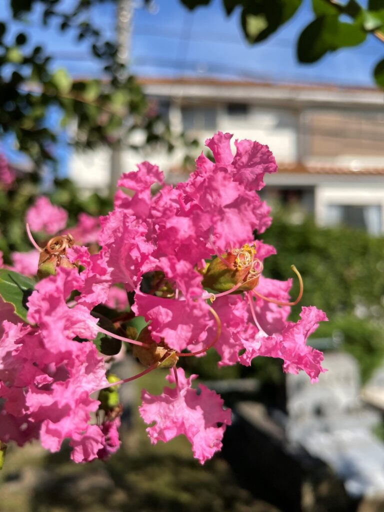 府中本山・令和4年夏 百日紅-2