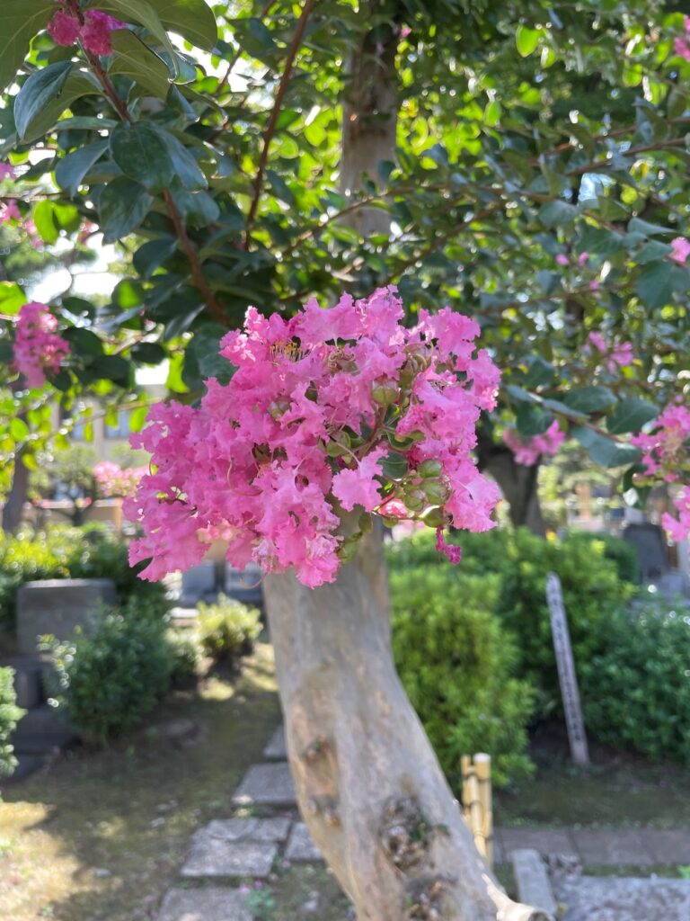 府中本山・令和4年夏 百日紅-4