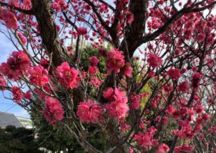 令和5年2月17日 大矢田公園の梅-2